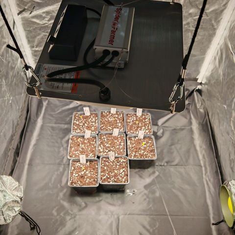 Cookies Gelato growlog timeline photo