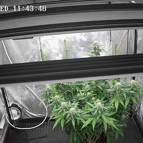 Moby Dick growlog timeline photo