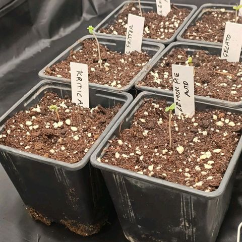 Cookies Gelato growlog timeline photo