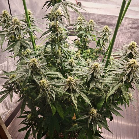 Moby Dick growlog timeline photo