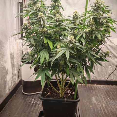 Moby Dick growlog timeline photo