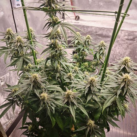 Moby Dick growlog timeline photo