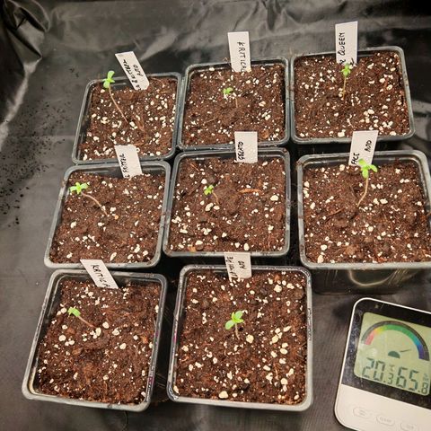 Cookies Gelato growlog timeline photo