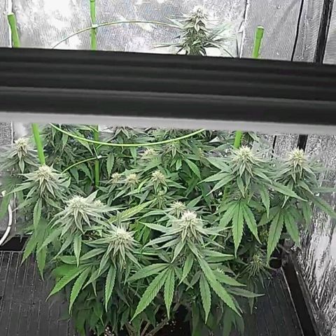 Moby Dick growlog timeline photo