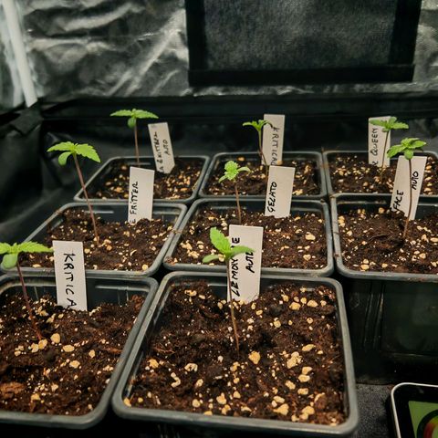 Cookies Gelato growlog timeline photo