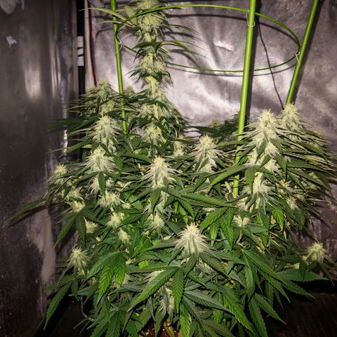 Moby Dick growlog timeline photo