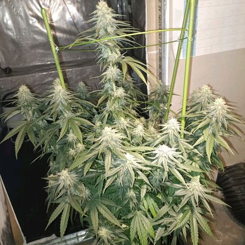 Moby Dick growlog timeline photo