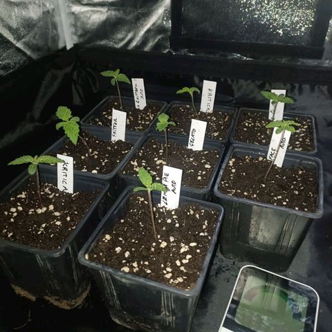 Cookies Gelato growlog timeline photo