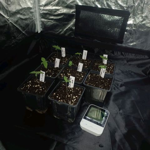 Cookies Gelato growlog timeline photo