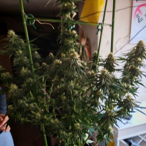 Moby Dick growlog timeline photo