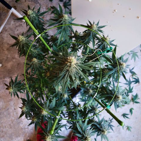 Moby Dick growlog timeline photo