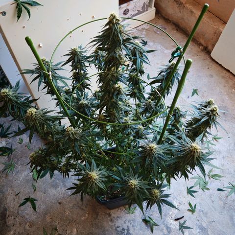 Moby Dick growlog timeline photo