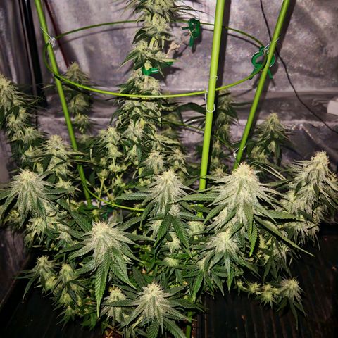 Moby Dick growlog timeline photo