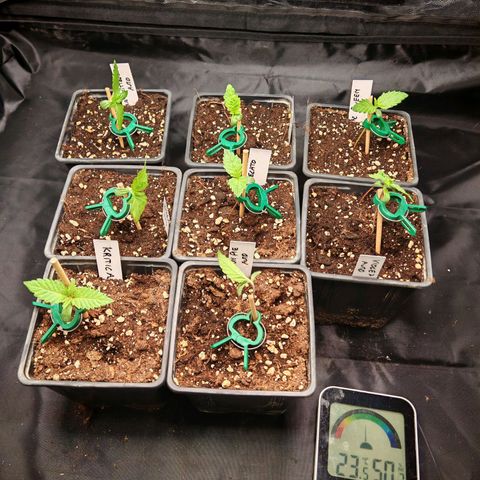 Cookies Gelato growlog timeline photo
