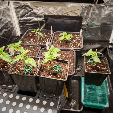 Cookies Gelato growlog timeline photo
