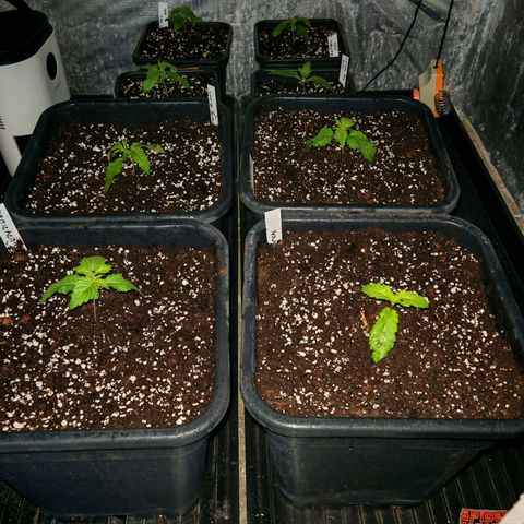 Cookies Gelato growlog timeline photo