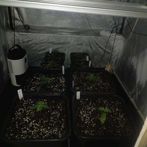 Cookies Gelato growlog timeline photo