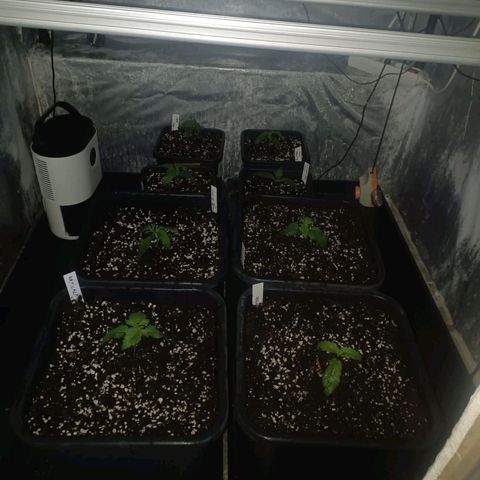 Cookies Gelato growlog timeline photo