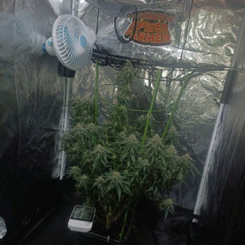 Moby Dick growlog timeline photo