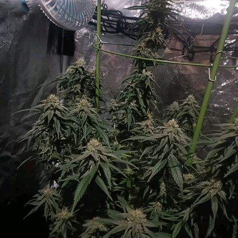 Moby Dick growlog timeline photo