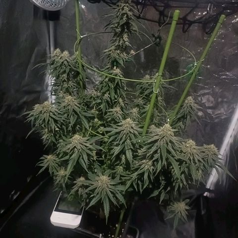 Moby Dick growlog timeline photo