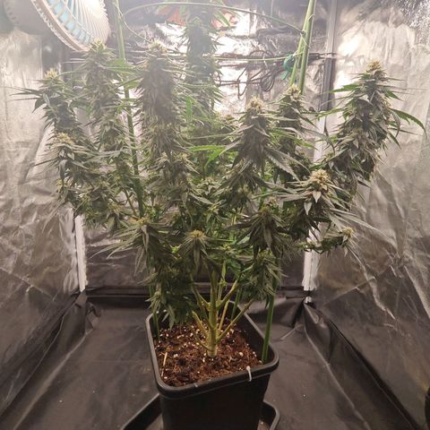 Moby Dick growlog timeline photo