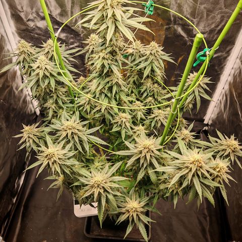 Moby Dick growlog timeline photo