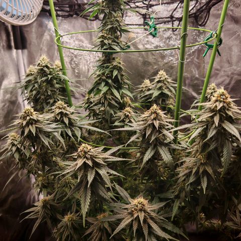 Moby Dick growlog timeline photo