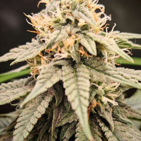 Moby Dick growlog timeline photo