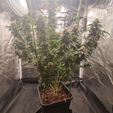 Moby Dick growlog timeline photo