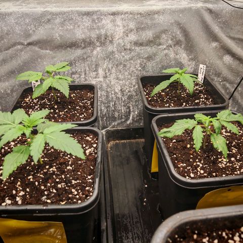 Cookies Gelato growlog timeline photo