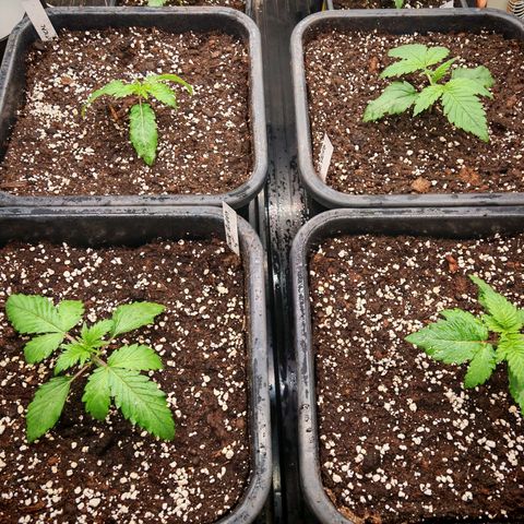 Cookies Gelato growlog timeline photo