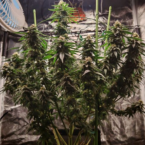 Moby Dick growlog timeline photo