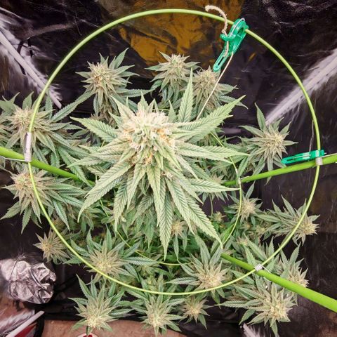Moby Dick growlog timeline photo