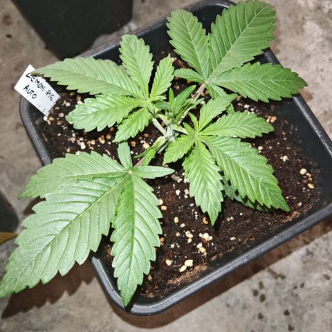 Lemon Pie Auto growlog timeline photo