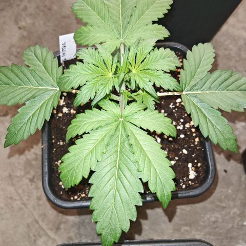 Apple Fritter Auto growlog timeline photo