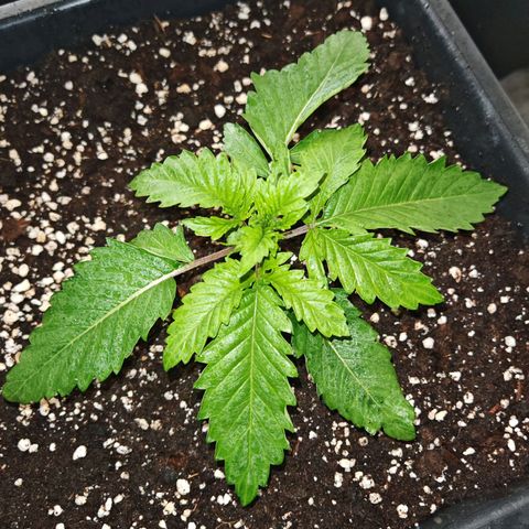 Critical growlog timeline photo