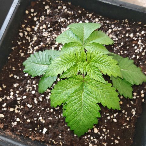 Critical growlog timeline photo