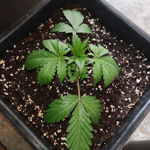 Special Queen #1 growlog timeline photo