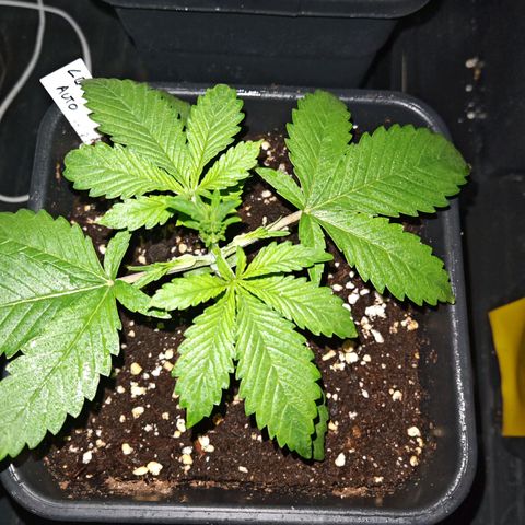 Gorilla Zkittlez Auto growlog timeline photo