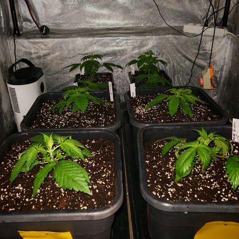 Cookies Gelato growlog timeline photo