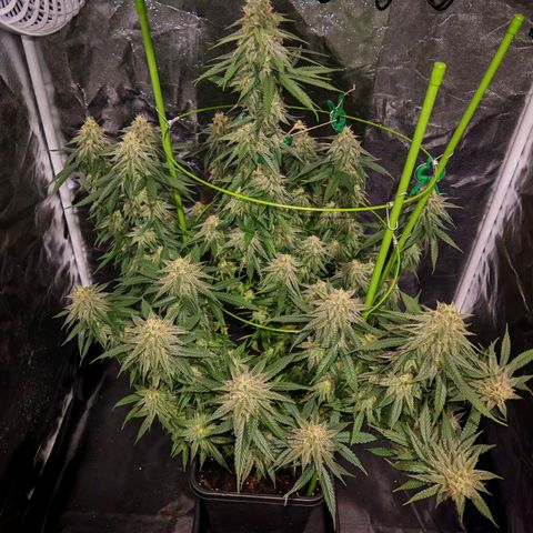 Moby Dick growlog timeline photo