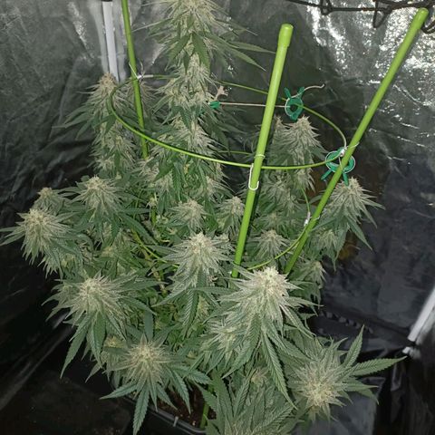 Moby Dick growlog timeline photo