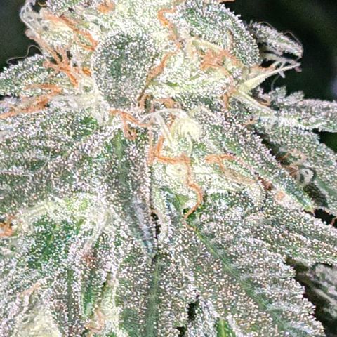 Moby Dick growlog photo: Último riego con fertilizante 👌