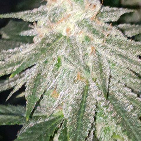 Moby Dick growlog photo: Último riego con fertilizante 👌