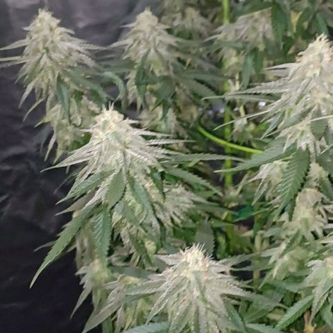 Moby Dick growlog photo: Último riego con fertilizante 👌