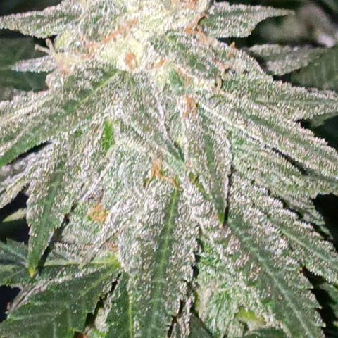 Moby Dick growlog photo: Último riego con fertilizante 👌