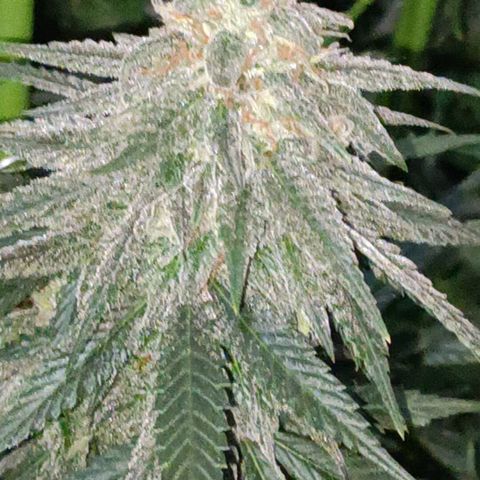 Moby Dick growlog photo: Último riego con fertilizante 👌