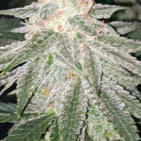 Moby Dick growlog photo: Último riego con fertilizante 👌