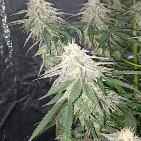 Moby Dick growlog photo: Último riego con fertilizante 👌
